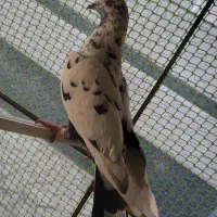 کوهی خال درشت