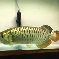 آکواریومی سوماترا