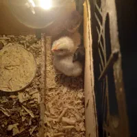 جوجه مرغ|حیوانات مزرعه|کهریزک, |دیوار