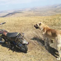 توله سگ سرابی|سگ|بیله سوار, |دیوار