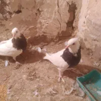 سلام چنتا طوقی فروشی نر ماده|پرنده|ملک‌آباد, |دیوار