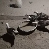 اردک ایسرایلی  اردک دورگه|حیوانات مزرعه|چاف و چمخاله, |دیوار