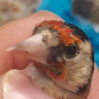 سهره جوجه سال و قناری سرخ زیبا