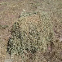 یونجه امسالی|لوازم جانبی حیوانات|تسوج, |دیوار