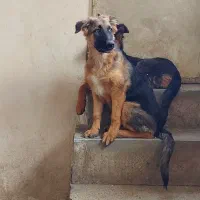 ژرمن شولاین ماده ۵ ماهه|سگ|همدان, |دیوار