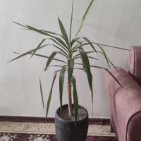 گل شاداب و سرحال