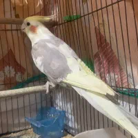 عروس هلندی نر