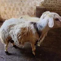 قوچ