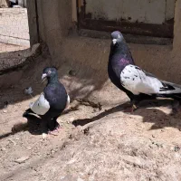 کفتر جفتی سینه سیاه