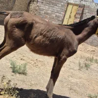 فروش کره ۹ ماهه نریون
