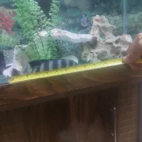 ماهی زندانی