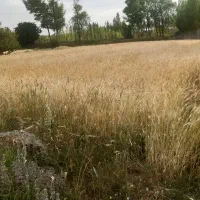 زمین-با-موقعیت-و-اینده-عالی-کنار-جاده-اصلی