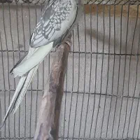 عروس هلندی