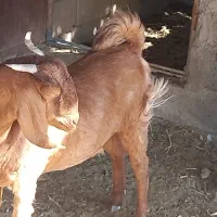 دوتا بز یکی سه قلو زا آبستنه با یه بز زاییده بامیش