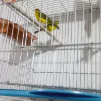 سهره. یاسمین مست.بخون.عتیقه|پرنده|اردبیل, |دیوار