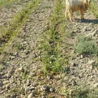 نربز|حیوانات مزرعه|جوادآباد, |دیوار