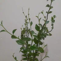 تعدادی گل زیبا