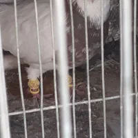 فروش یک عدد طوقی|پرنده|فولادشهر, زاینده رود|دیوار