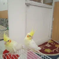 عروس هلندی|پرنده|مشهد, شهید معقول|دیوار