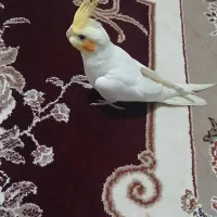 عروس هلندی لوتیتو|پرنده|سنندج, |دیوار