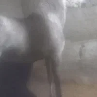 کره اسب درجه یک کرد