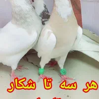 سه تا کفتر شکار روز