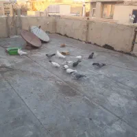 با سلام خدمت عشقبازان گرامی پرنده