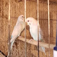 مرغ عشق جفتی|پرنده|مرودشت, بیست متری بیمارستان|دیوار
