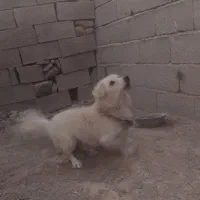 پاکوتا