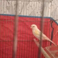 پرنده قناری ماده|پرنده|شیراز, گلشن|دیوار