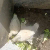 غاز و اردک