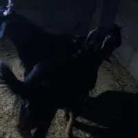 فروش دو عدد تروشت|حیوانات مزرعه|بمپور, |دیوار