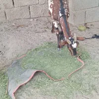 بز آبستن بربری