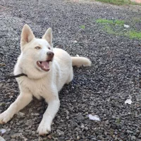 توله هاسکی نر آموزش دیده|سگ|رشت, جانبازان|دیوار