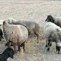 فروش 25 راس میش بره دار و ابستن گلون|حیوانات مزرعه|کازرون, |دیوار