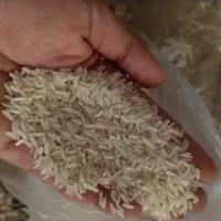 برنج ندا درجه یک مال گلستان روستای النگ