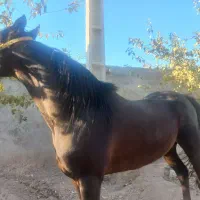 اسب نریان کرد|اسب و تجهیزات اسبسواری|مهریز, |دیوار