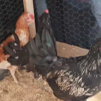 فروش ۵ عدد خروس