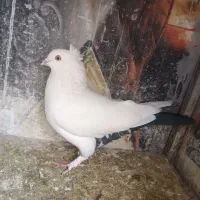 نر دم سیاه کت برف