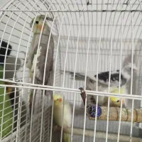 عروس هلندی پرورش خونگی نر و ماده،سخنگو