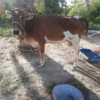 گاو جرسی آبستن ۵ ماهه به همراه گوساله ماده