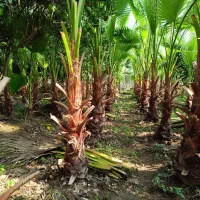 خاک نشا قارچ کشی شده با تایید جهاد کشاورزی