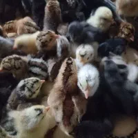 جوجه محلی|حیوانات مزرعه|قم, نخودی|دیوار