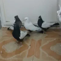 سینه و دمبی ..همه نر|پرنده|همایجان, |دیوار