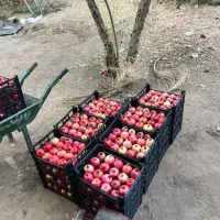 انار مجلسی|خوردنی و آشامیدنی|شیراز, میانرود|دیوار