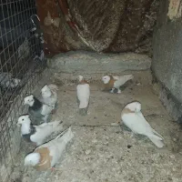 طوقی زرد|پرنده|مشهد, نوید|دیوار