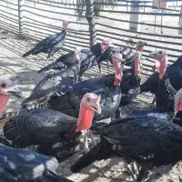 باسلام، بوقلمون نر و ماده چاق اورگانیک درچگنی