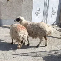 دوعدد میش جوان آبستن