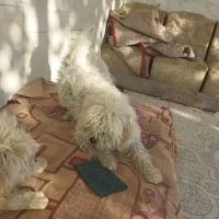 دو قلاده سگ شیتزو بازیگوش|سگ|لنجان, |دیوار