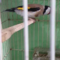 سهره نر|پرنده|ایلام, |دیوار